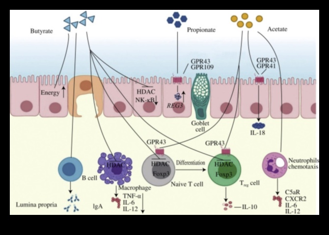 Vegānisms un kuņģa-zarnu trakta harmonija: līdzsvara atrašana