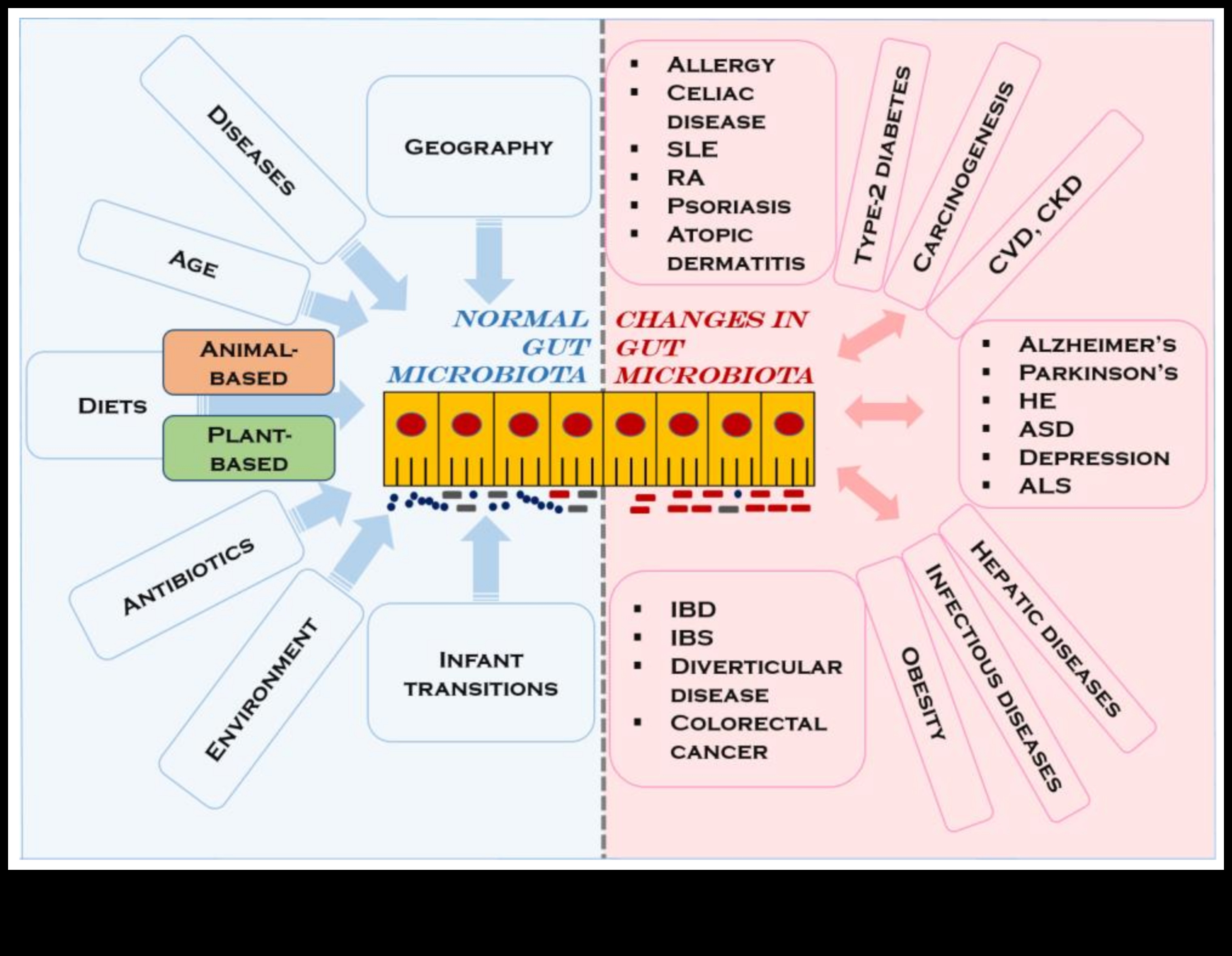 Vegānisms un kuņģa-zarnu trakta harmonija: līdzsvara atrašana