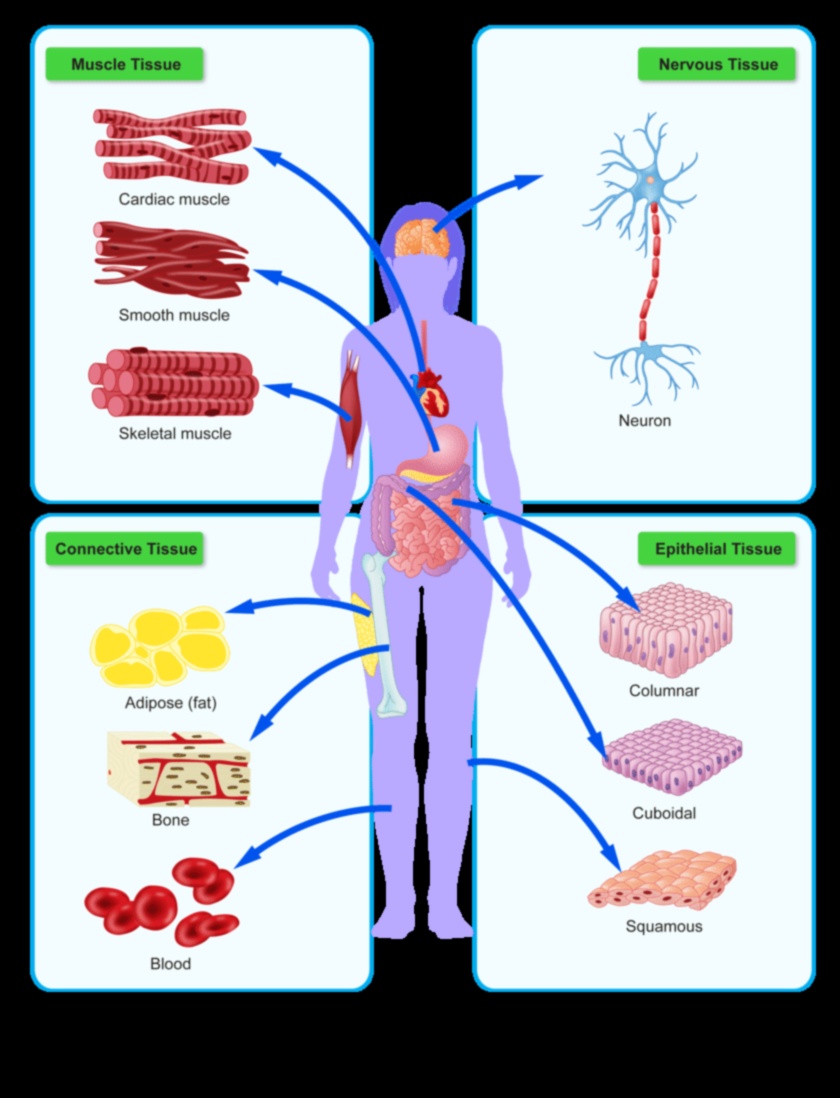 Zinātne par proteīnu sintēzi un diētu ar augstu olbaltumvielu saturu
