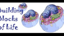 Zinātne par proteīnu sintēzi un diētu ar augstu olbaltumvielu saturu