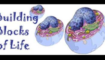 Zinātne par proteīnu sintēzi un diētu ar augstu olbaltumvielu saturu