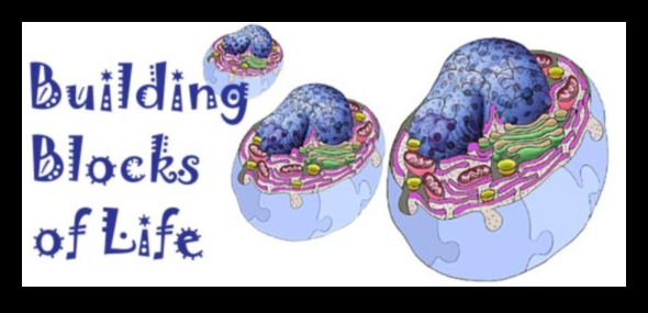 Zinātne par proteīnu sintēzi un diētu ar augstu olbaltumvielu saturu