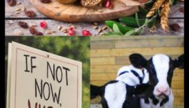 Vegānisms un sezonālā patērēšana Debesīs radīts sērkociņš 3 Vegānisms un sezonālā ēšana: dabas spēka izmantošana