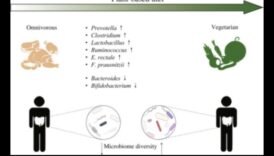 Vegānisms un kuņģa-zarnu trakta harmonija: līdzsvara atrašana